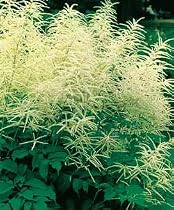 Goats Beard Perennial 4 Plants - Aruncus