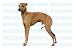 ITALIAN GREYHOUND - Dog Decal - sticker dogs car got