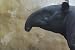 Tapir Taxidermy Photo Reference CD