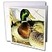 Birds - Mallard Duck - Greeting Cards-6 Greeting Cards with envelopes