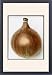Framed Prints of Allium Cepa (Onion) Ailsa Craig from Mary Evans
