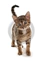Mousemat brown spotted bengal kitten cat
