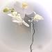 Blumenstäbe/Orchideenstäbe mit 2 Halterungen