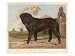 An Aristocratic Mastiff in the Grounds of a Stately Home Art Giclee Poster Print, 12x9