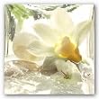 Spa Garden III by Donna Geissler 12"x12" Art Print Poster