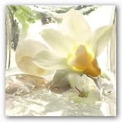 Spa Garden III by Donna Geissler 12"x12" Art Print Poster