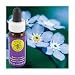 Flower Essence Services - Forget-Me-Not Flower Essence - 0.25 oz. ( Multi-Pack)