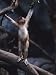 Young Proboscis Monkey Reaching for a Tree Branch in a Zoo Enclosure, Bronx Zoo, New York Photographic Poster Print by Ira Block, 12x16