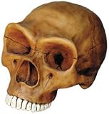 Neandertal Cranium