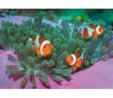 Clown Fishes 1000 Piece Jigsaw Puzzle