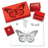 Butterfly Life Cycle Stamp