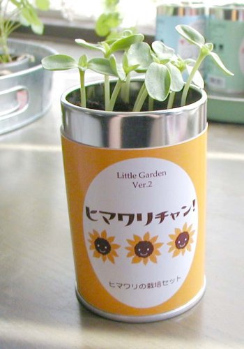 ミニヒマワリの栽培セット！リトルガーデン（Little Garden）Ver.2 ロング缶　ヒマワリチャン