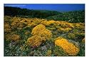 Wildflowers in Parque Natural Do Sudoeste Alentejano E Costa Vincentina, Portugal, Wildflowers Photographic Poster Print by Anders Blomqvist, 40x30