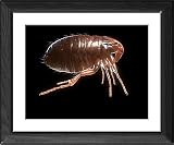 Framed Prints of Cat flea, artwork from Science Photo Library