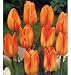 8 Fosteriana 'Orange Emperor' Tulip Flower Bulbs