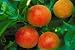 Moro Blood Orange Tree Five Gallon