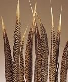 Golden Pheasant Feathers Natural 20 to 22inch
