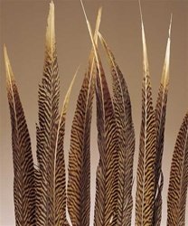 Golden Pheasant Feathers Natural 20 to 22inch