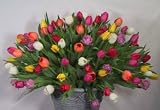 Tulips - 300 stems fresh-cut flowers