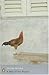 Books : A Man of the People (Penguin Modern Classics)