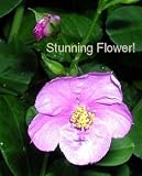 Kingswood Gold Jewels of Opar Bonsai 20 Seeds- Talinum