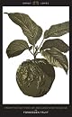 Forbidden Fruit: From The Letters of Abelard and Heloise (Penguin Great Loves)