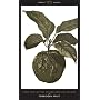 Forbidden Fruit: From The Letters of Abelard and Heloise (Penguin Great Loves)