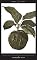 Forbidden Fruit: From The Letters of Abelard and Heloise (Penguin Great Loves)