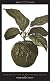 Forbidden Fruit: From The Letters of Abelard and Heloise (Penguin Great Loves)
