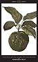 Forbidden Fruit: From The Letters of Abelard and Heloise (Penguin Great Loves)
