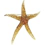 14K Yellow Gold Multi Gemstone Starfish Brooch/Pendant