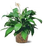 Peace Lily Plant, Deluxe