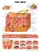 Book The Skin (Teach & Learn)