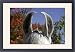 Framed Prints of horse-marwari from Animal Photography