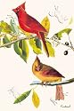 Art Poster, Cardinal - 18.75 x 27.5
