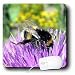 Insects - Busy as a bee! - Mouse Pads Image