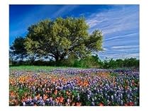 Live Oak, Paintbrush, and Bluebonnets in Texas Hill Country, USA Photographic Poster Print by Adam Jones, 24x18