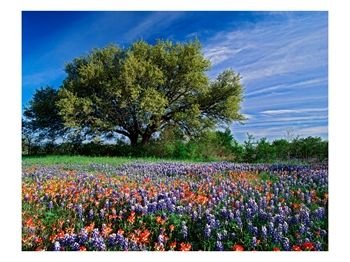 Live Oak, Paintbrush, and Bluebonnets in Texas Hill Country, USA Photographic Poster Print by Adam Jones, 24x18