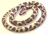 Small Rock Python