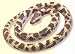 Wild Republic Snake 26 Python Rock