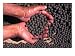 Herbal Pills from Tibetan Medical and Astrological Institute, Dharamsala, India Relig...
