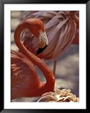 Pink Flamingo in Ardastra Gardens and Zoo, Bahamas, Caribbean Styles Framed Art Poster Print by Greg Johnston, 39x49