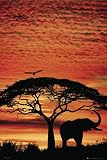AFRICA ELEPHANT - 24x36 - ART PRINT / POSTER