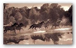 Horse Crossing by Robert Dawson 20"x12" Art Print Poster