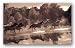 Horse Crossing by Robert Dawson 20"x12" Art Print Poster