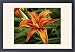 Framed Prints of Daylily (Hemerocallis) from ClownFish Photo