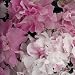 Petunia Seeds: Cascade Pink Orchid Mist F1 Hybrid