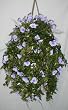 Giant Morning Glory Hanging Basket (Lavender)