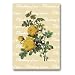 Thinking of You with Rosa Sulfurea - 5" x 7" Vellum Overlay Greeting Card