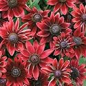 Cherry Brandy Rudbeckia 25 Seeds